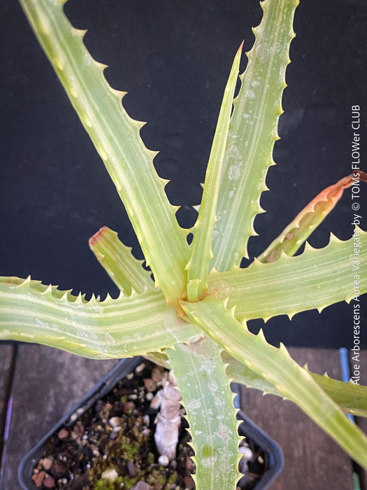 Aloe Arborescens Aurea Variegata