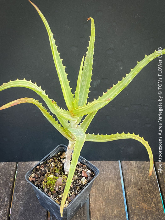 Aloe Arborescens Aurea Variegata