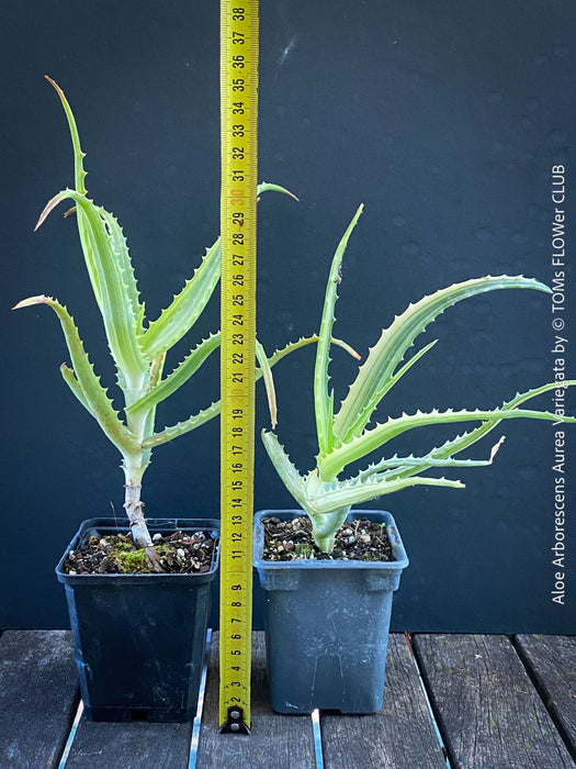 Aloe Arborescens Aurea Variegata