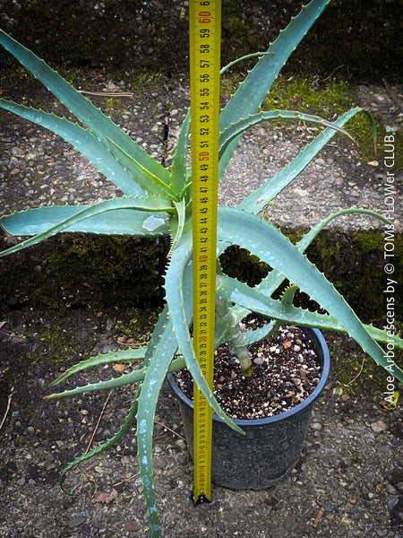 Aloe Arborescens, first aid aloe, medicinal plant, organically grown succulent plants for sale at TOMs FLOWer CLUB.