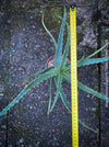 Aloe Arborescens, medicinal plant, organically grown succulent plants for sale at TOMs FLOWer CLUB.