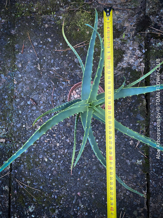 Aloe Arborescens, medicinal plant, organically grown succulent plants for sale at TOMs FLOWer CLUB.