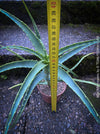 Aloe Arborescens, medicinal plant, organically grown succulent plants for sale at TOMs FLOWer CLUB.