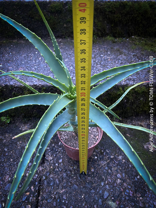 Aloe Arborescens, medicinal plant, organically grown succulent plants for sale at TOMs FLOWer CLUB.