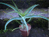 Aloe Arborescens, medicinal plant, organically grown succulent plants for sale at TOMs FLOWer CLUB.