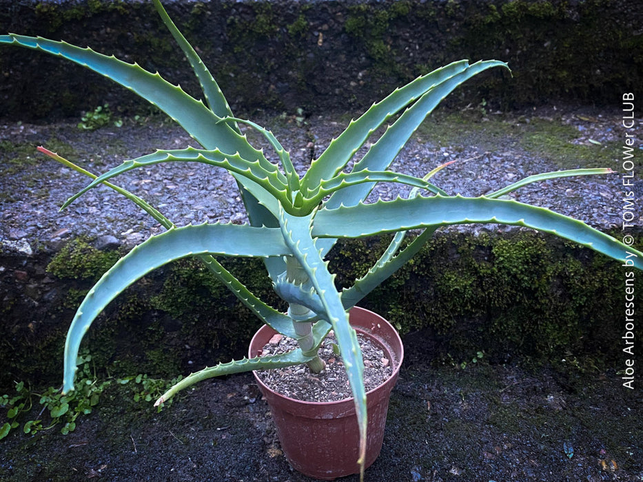 Aloe Arborescens, medicinal plant, organically grown succulent plants for sale at TOMs FLOWer CLUB.