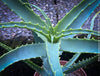 Aloe Arborescens, medicinal plant, organically grown succulent plants for sale at TOMs FLOWer CLUB.