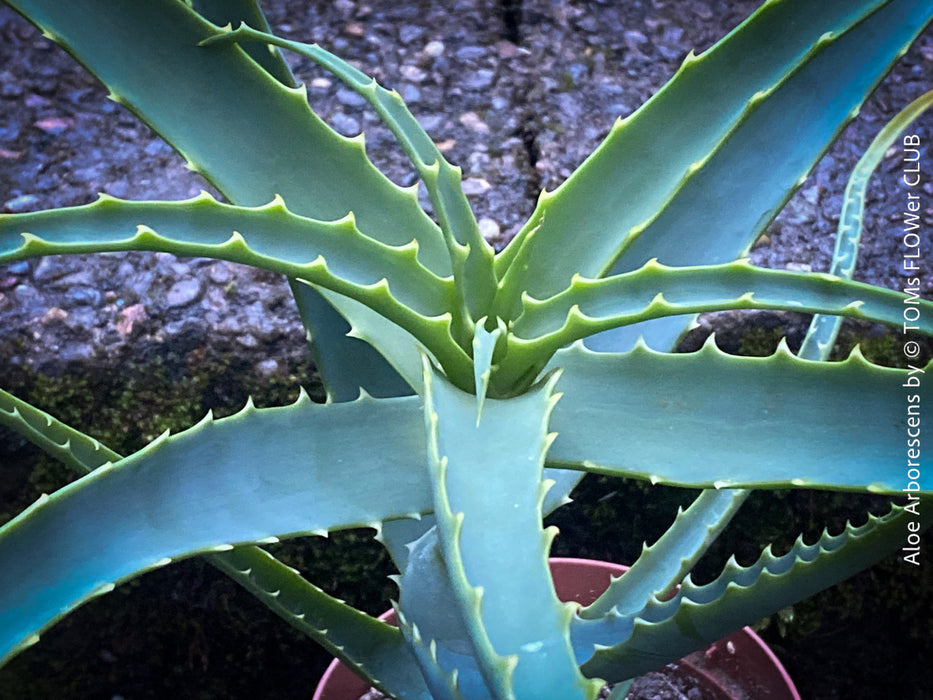 Aloe Arborescens, medicinal plant, organically grown succulent plants for sale at TOMs FLOWer CLUB.