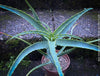 Aloe Arborescens, medicinal plant, organically grown succulent plants for sale at TOMs FLOWer CLUB.