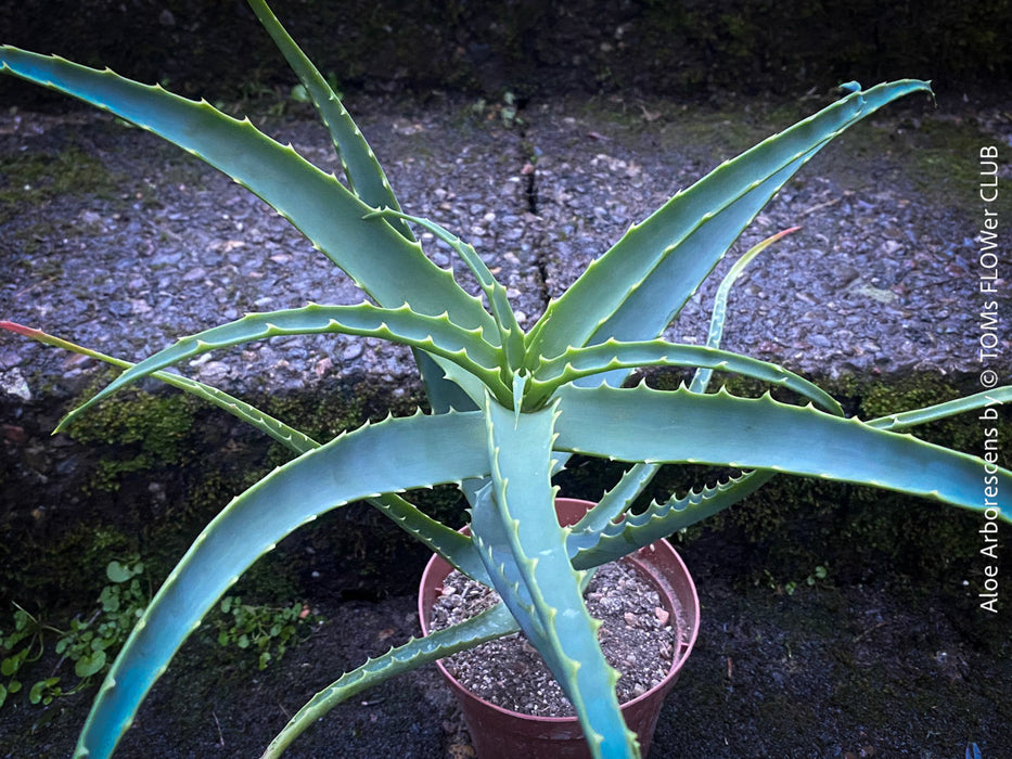 Aloe Arborescens, medicinal plant, organically grown succulent plants for sale at TOMs FLOWer CLUB.