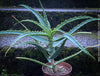 Aloe Arborescens, medicinal plant, organically grown succulent plants for sale at TOMs FLOWer CLUB.