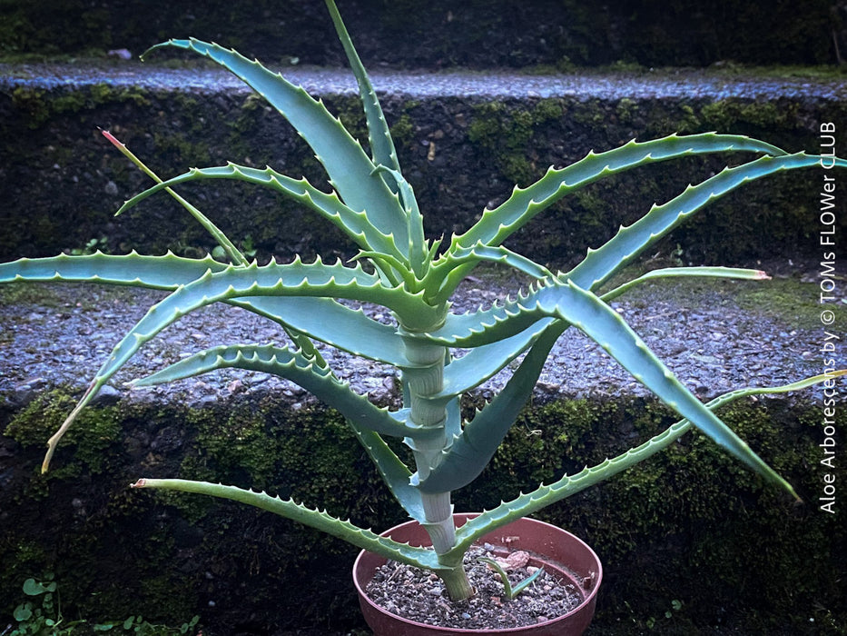 Aloe Arborescens, medicinal plant, organically grown succulent plants for sale at TOMs FLOWer CLUB.