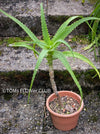 Aloe Arborescens, organically grown succulent plants for sale at TOMs FLOWer CLUB.