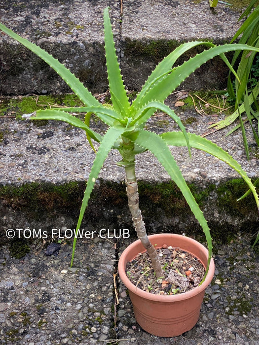 Aloe Arborescens, organically grown succulent plants for sale at TOMs FLOWer CLUB.