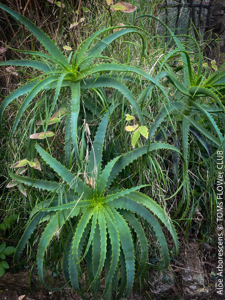 Aloe Arborescens, first aid aloe, medicinal plant, organically grown succulent plants for sale at TOMs FLOWer CLUB.