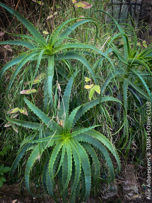 Aloe Arborescens, first aid aloe, medicinal plant, organically grown succulent plants for sale at TOMs FLOWer CLUB.