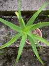 Aloe Arborescens, organically grown succulent plants for sale at TOMs FLOWer CLUB.