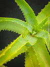 Aloe Arborescens, first aid aloe, medicinal plant, organically grown succulent plants for sale at TOMs FLOWer CLUB.