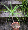 Aloe Arborescens, organically grown succulent plants for sale at TOMs FLOWer CLUB.