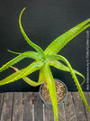 Aloe Arborescens, first aid aloe, medicinal plant, organically grown succulent plants for sale at TOMs FLOWer CLUB.