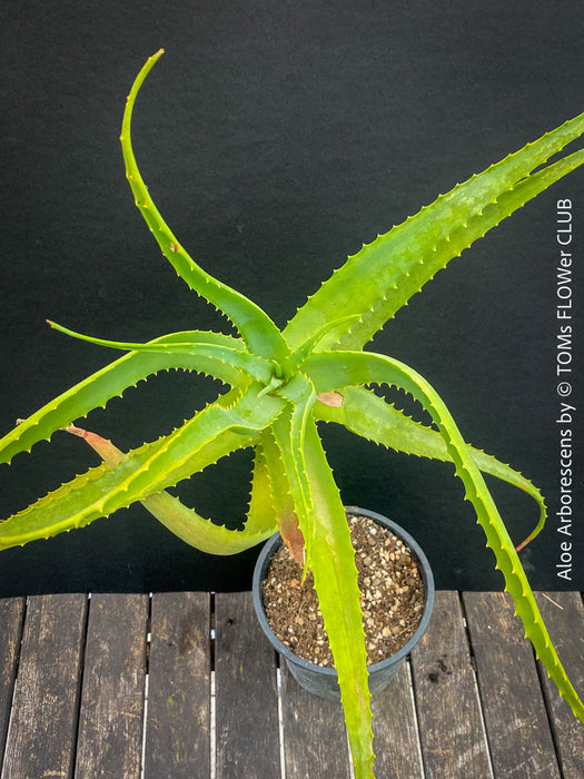 Aloe Arborescens, first aid aloe, medicinal plant, organically grown succulent plants for sale at TOMs FLOWer CLUB.