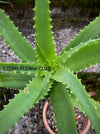 Aloe Arborescens, organically grown succulent plants for sale at TOMs FLOWer CLUB.