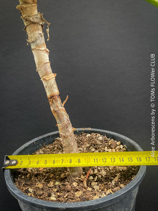Aloe Arborescens, first aid aloe, medicinal plant, organically grown succulent plants for sale at TOMs FLOWer CLUB.