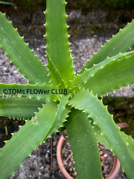 Aloe Arborescens, organically grown succulent plants for sale at TOMs FLOWer CLUB.