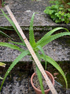 Aloe Arborescens, organically grown succulent plants for sale at TOMs FLOWer CLUB.