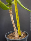 Aloe Arborescens, first aid aloe, medicinal plant, organically grown succulent plants for sale at TOMs FLOWer CLUB.
