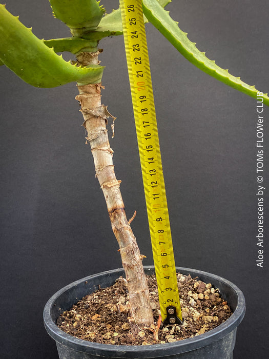 Aloe Arborescens, first aid aloe, medicinal plant, organically grown succulent plants for sale at TOMs FLOWer CLUB.