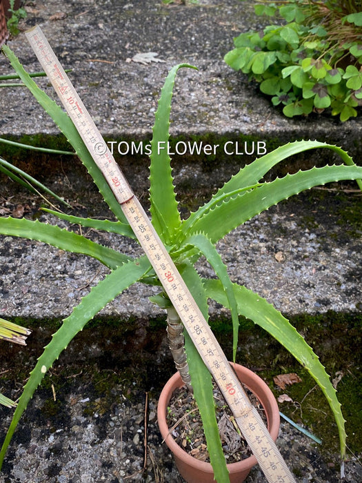 Aloe Arborescens, organically grown succulent plants for sale at TOMs FLOWer CLUB.