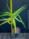Aloe Arborescens, first aid aloe, medicinal plant, organically grown succulent plants for sale at TOMs FLOWer CLUB.