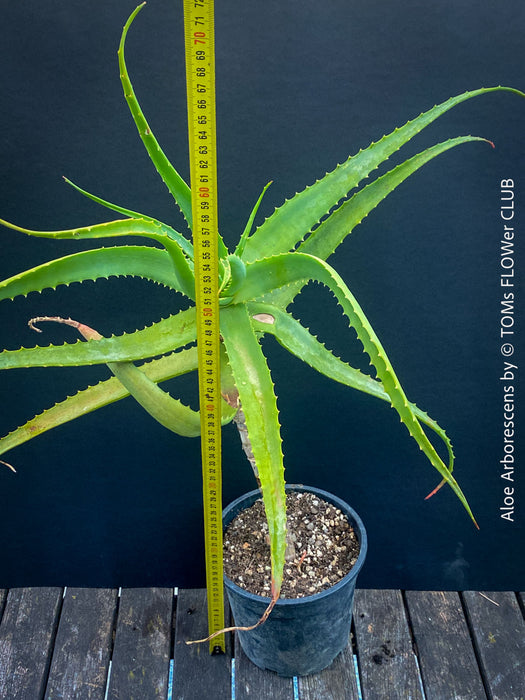 Aloe Arborescens, first aid aloe, medicinal plant, organically grown succulent plants for sale at TOMs FLOWer CLUB.