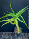 Aloe Arborescens, first aid aloe, medicinal plant, organically grown succulent plants for sale at TOMs FLOWer CLUB.