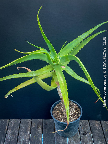Aloe Arborescens, first aid aloe, medicinal plant, organically grown succulent plants for sale at TOMs FLOWer CLUB.