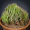 Aloe aristata, organically grown sun loving succulent plants for sale at TOMs FLOWer CLUB.