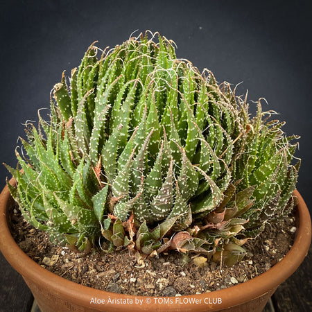 Aloe aristata, organically grown sun loving succulent plants for sale at TOMs FLOWer CLUB.