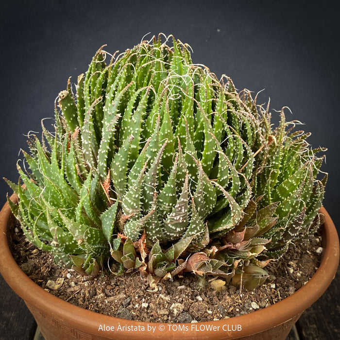 Aloe aristata, organically grown sun loving succulent plants for sale at TOMs FLOWer CLUB.