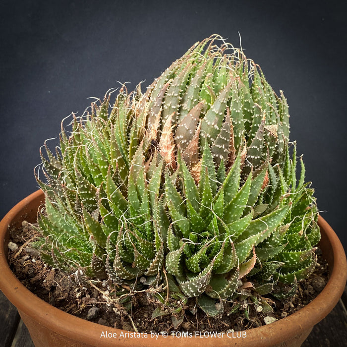 Aloe aristata, organically grown sun loving succulent plants for sale at TOMs FLOWer CLUB.