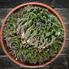 Aloe aristata, organically grown sun loving succulent plants for sale at TOMs FLOWer CLUB.