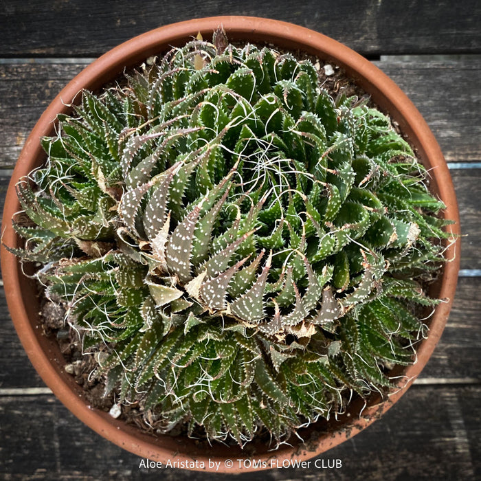 Aloe aristata, organically grown sun loving succulent plants for sale at TOMs FLOWer CLUB.