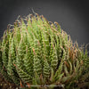 Aloe aristata, organically grown sun loving succulent plants for sale at TOMs FLOWer CLUB.