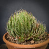 Aloe aristata, organically grown sun loving succulent plants for sale at TOMs FLOWer CLUB.