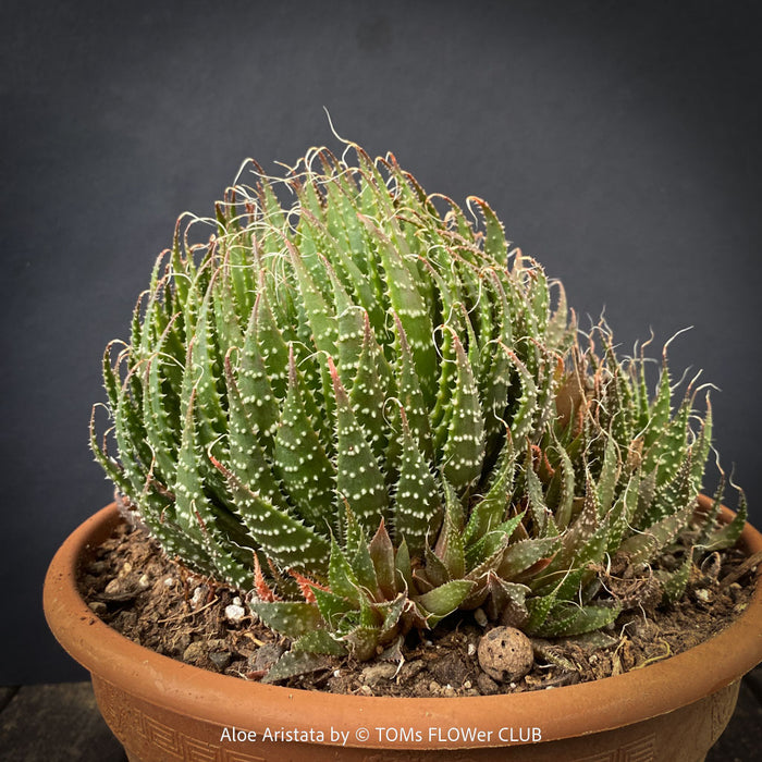 Aloe aristata, organically grown sun loving succulent plants for sale at TOMs FLOWer CLUB.