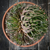 Aloe aristata, organically grown sun loving succulent plants for sale at TOMs FLOWer CLUB.
