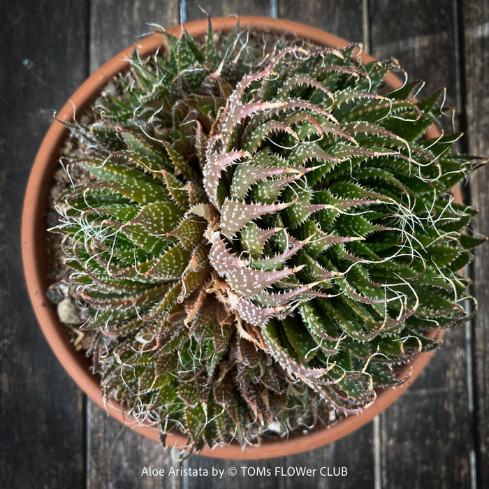 Aloe aristata, organically grown sun loving succulent plants for sale at TOMs FLOWer CLUB.