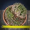 Aloe aristata, organically grown sun loving succulent plants for sale at TOMs FLOWer CLUB.