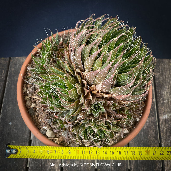Aloe aristata, organically grown sun loving succulent plants for sale at TOMs FLOWer CLUB.
