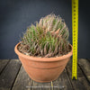 Aloe aristata, organically grown sun loving succulent plants for sale at TOMs FLOWer CLUB.